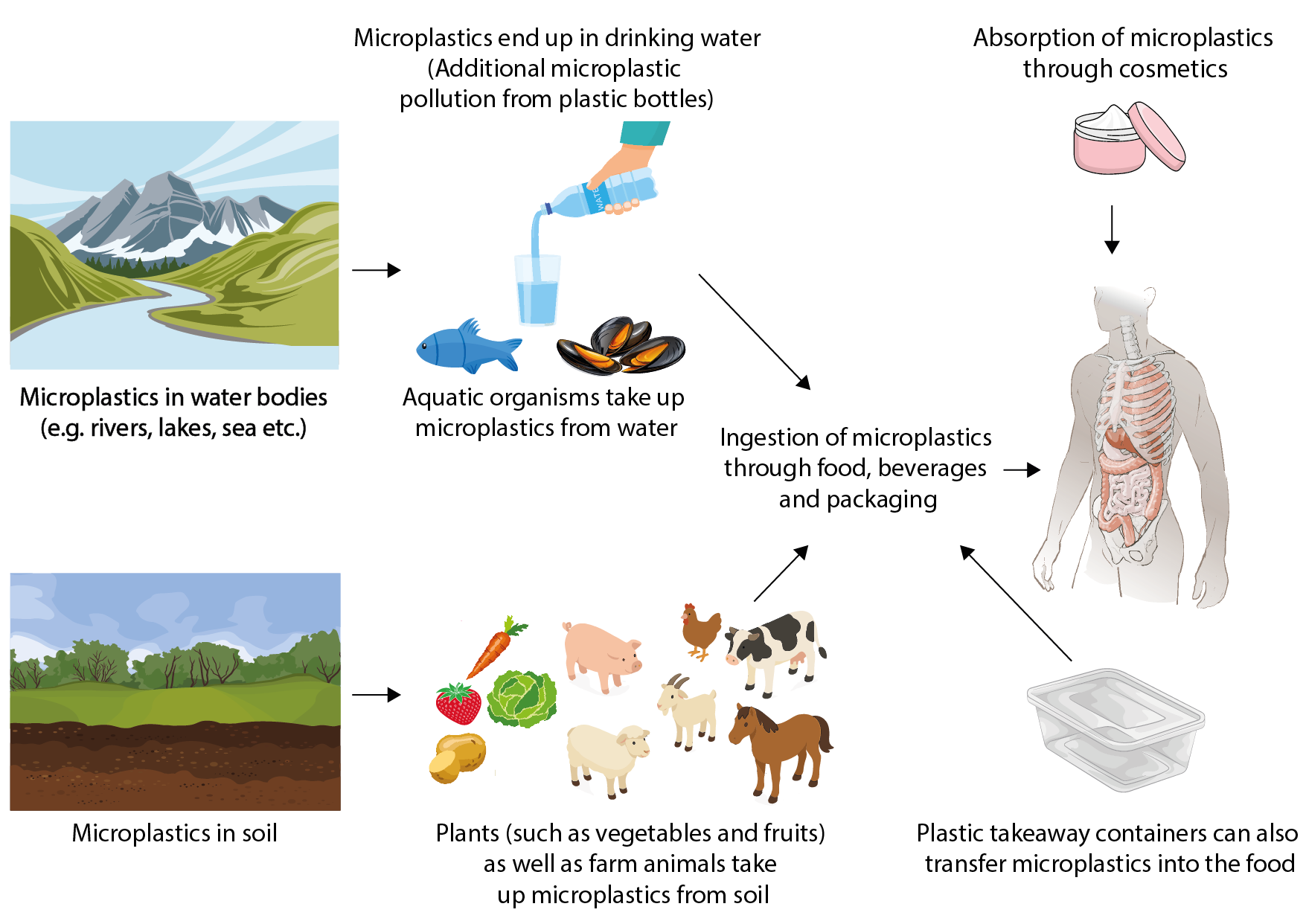 Sources of microplastics exposure from water and soil to the human body